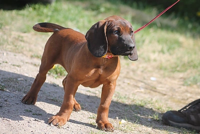 Kaip gyvūnėlio auginimas padeda pasirengti ilgalaikiams santykiams