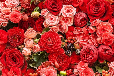 Ruošiame rožes žiemai. 13 naudingų patarimų