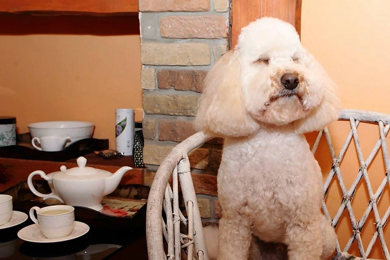 Beatos Nicholson šuo Bonbon