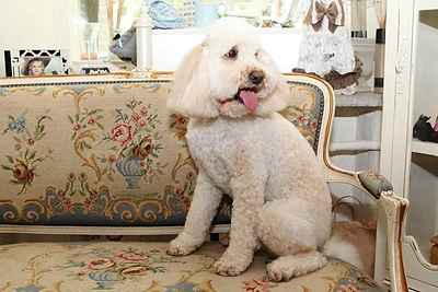 Beatos Nicholson šuo Bonbon