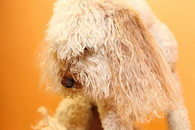 Beatos Nicholson šuo Bonbon