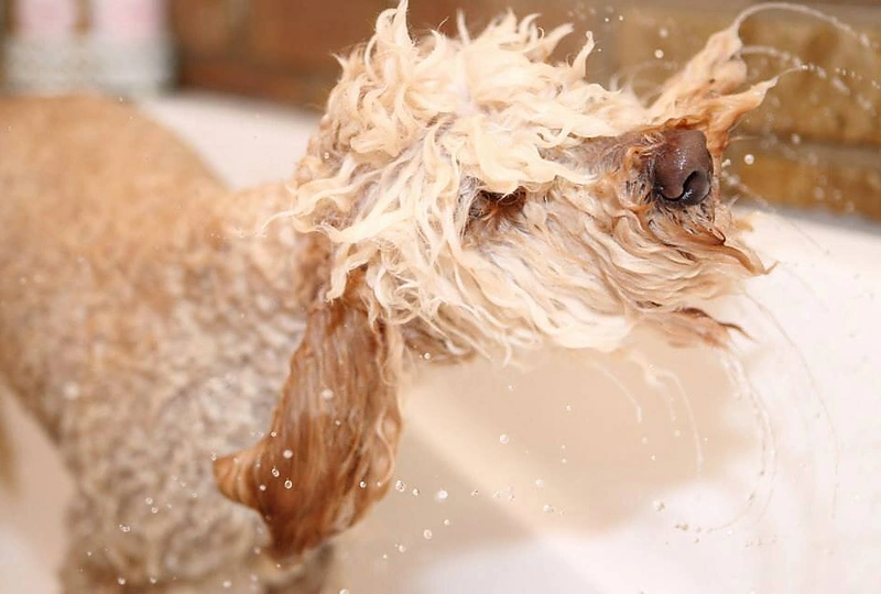 Beatos Nicholson šuo Bonbon