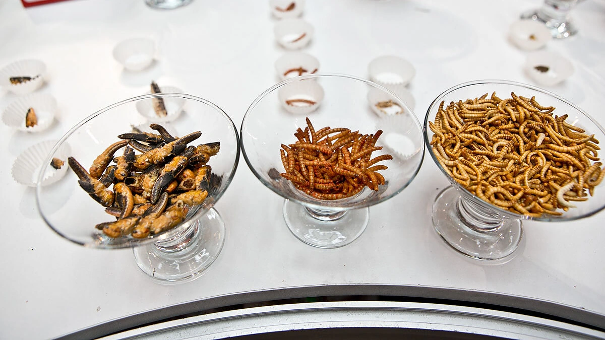 „Pestaurant“ restorano atidarymas