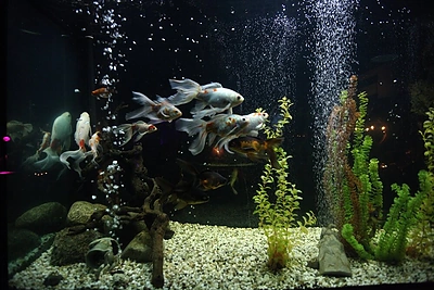 „Žalgirio“ krepšininkai ir komanda švenčia pergalę