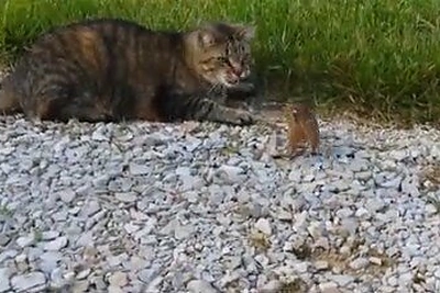 Išlikimas: vaizdo įraše užfiksuota, kaip katę užpuola jos pačios pietūs