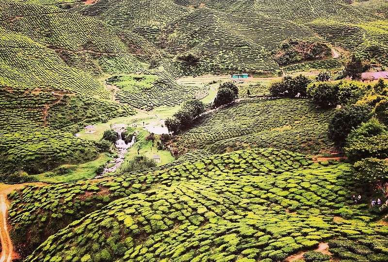 Malaizijos arbatos plantacijos