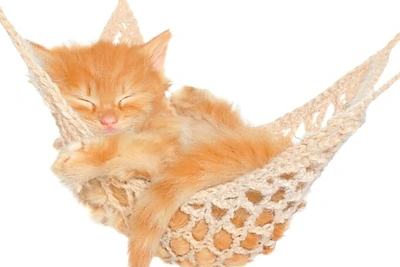 Aromaterapija: kokie kvapai nugins tingulį ir pagerins mąstymą