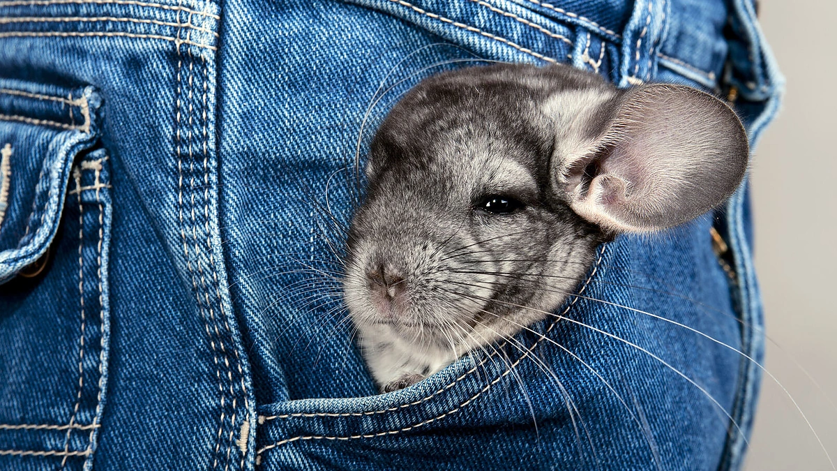 Šinšila kišenėje.
