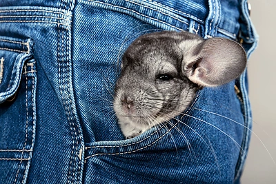 Ar dėl lieknesnės figūros valgytumėte šinšilą?