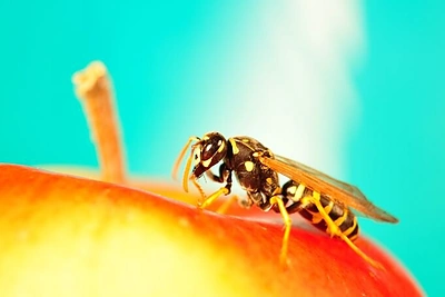 Puola širšės? Specialistė pataria, kaip jų išvengti