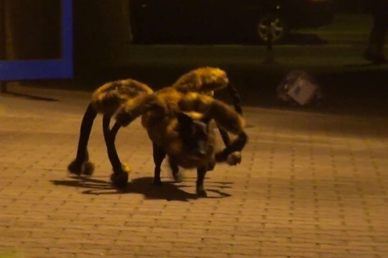 Šuo, aprengtas voro kostiumu