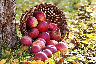 Kaip obuolius ir kriaušes ilgiau išlaikyti šviežius