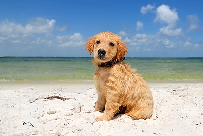 Fotografas pristatė įstabią nardančių šuniukų fotosesiją