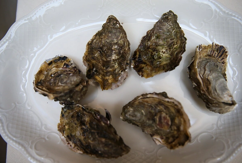 Ausrių sezono atidarymas