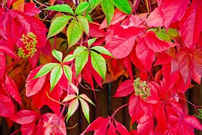 Kosmoenergetikės prognozės: rugsėjo 29–spalio 5 d. energijų kalendorius