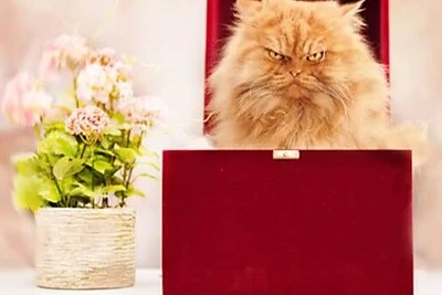 Garfis – pikčiausios išraiškos katinas pasaulyje