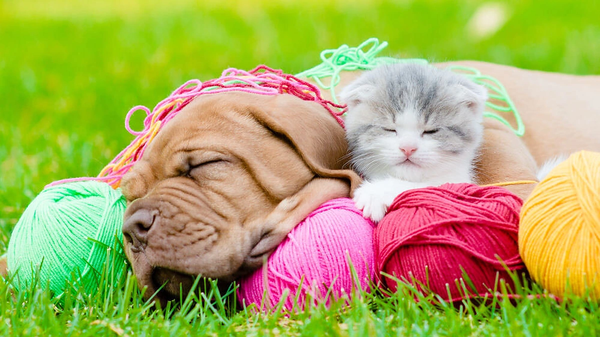Šuns ir katino draugystė.