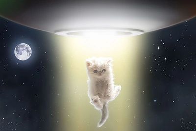 J. Seguros kačiukas Napoleonas