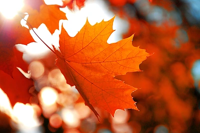 Lapkričio mėnesio horoskopas