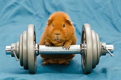 Ko bijo jūrų kiaulytės? Įdomūs faktai apie šiuos graužikus