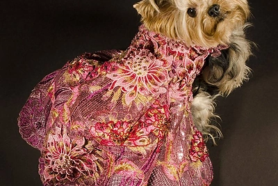 Aukštoji šuniukų mada