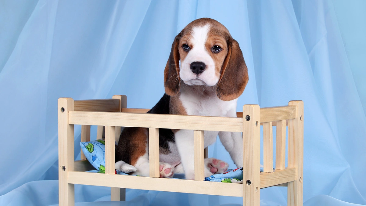 shutterstock_245153398