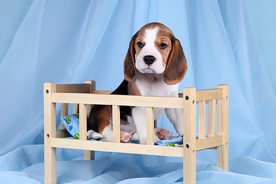 Turite augintinį? Praktiški patarimai, kaip apsaugoti interjerą