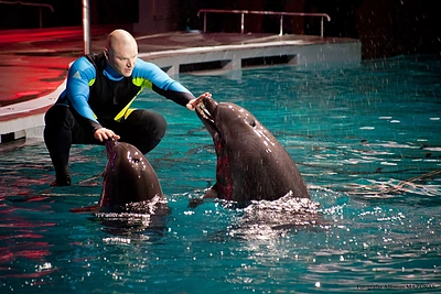 Ramūnas Vyšniauskas ir Eurelijus Žukauskas ėmėsi treniruoti delfinus