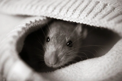 Kur jūsų namuose gali slėptis kenkėjai?