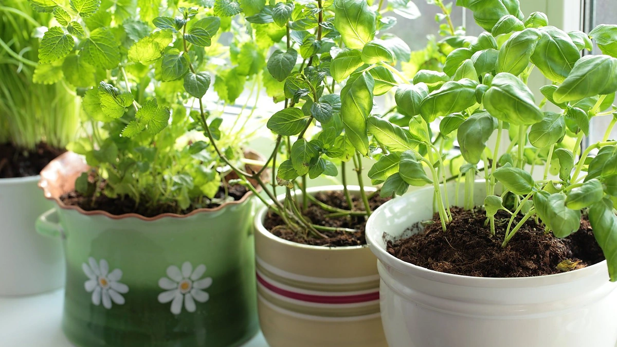 Prieskoninės žolelės ant palangės