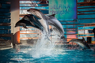 „Delfinai ir žvaigždės“
