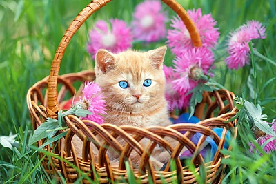 Žaviausi gyvūnai, kuriuos verta sekti „Instagram“ tinkle