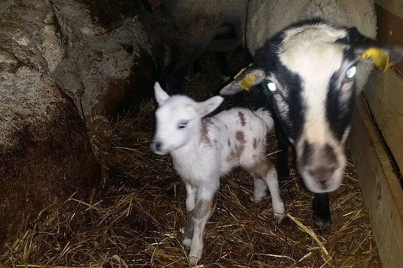 Skaivos Jasevičiūtės pakrikštyta avis