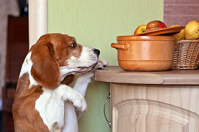 Maisto pavojai: kuo nederėtų šerti augintinio