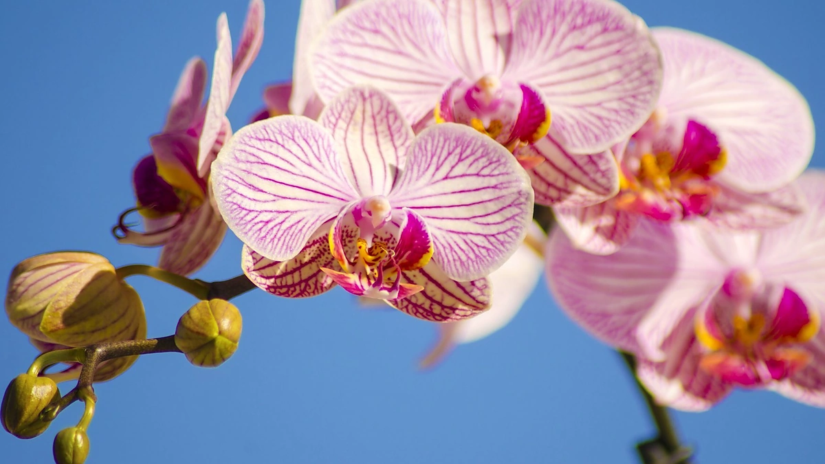 Orchidėjos žiedai.