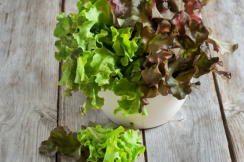 Ąžuolų lapų salotos