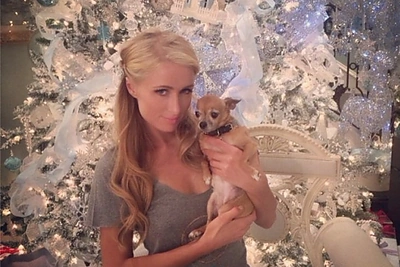 Turtuolė Paris Hilton gedi savo čihuahua veislės kalytės