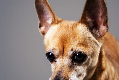 Gražinos Baikštytės augintinė Picola