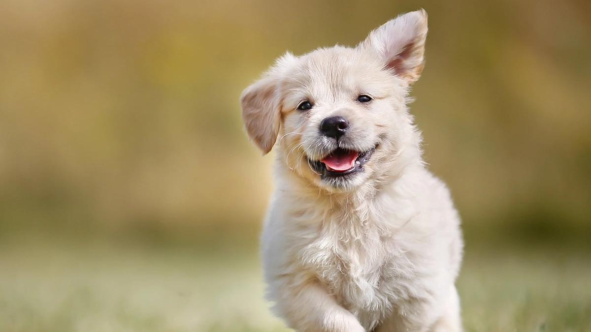 Auksaspalvis retriveris