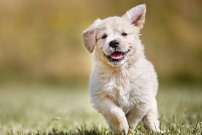 Mokslininkų patarimai, kaip tapti laimingesniems