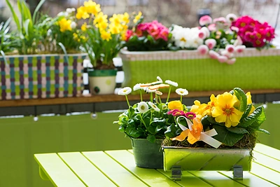 Gėlės balkone: kurias pasirinkti?