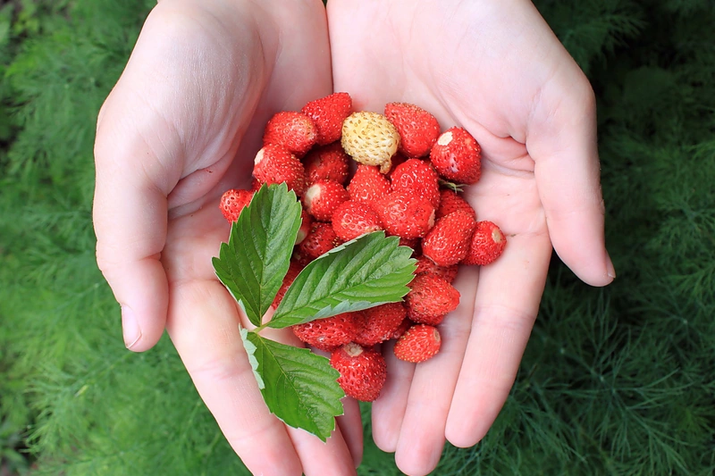 Žemuogės / Fotolia nuotr.