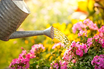 Šiuolaikinis gėlynas: koks jis? Pataria kraštovaizdžio specialistės