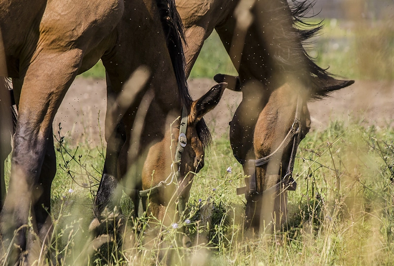 Lino Adomaičio koncerto akimirka