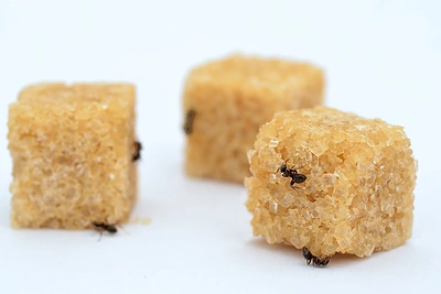 Natūralios priemonės, padėsiančios išvengti skruzdėlių invazijos