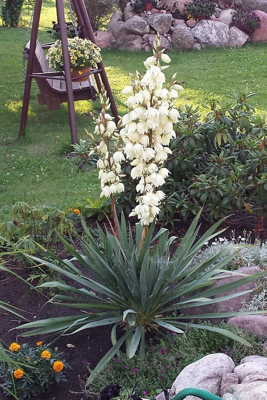 Po 12-kos metų auginimo pražydo gėlė 'Juka'