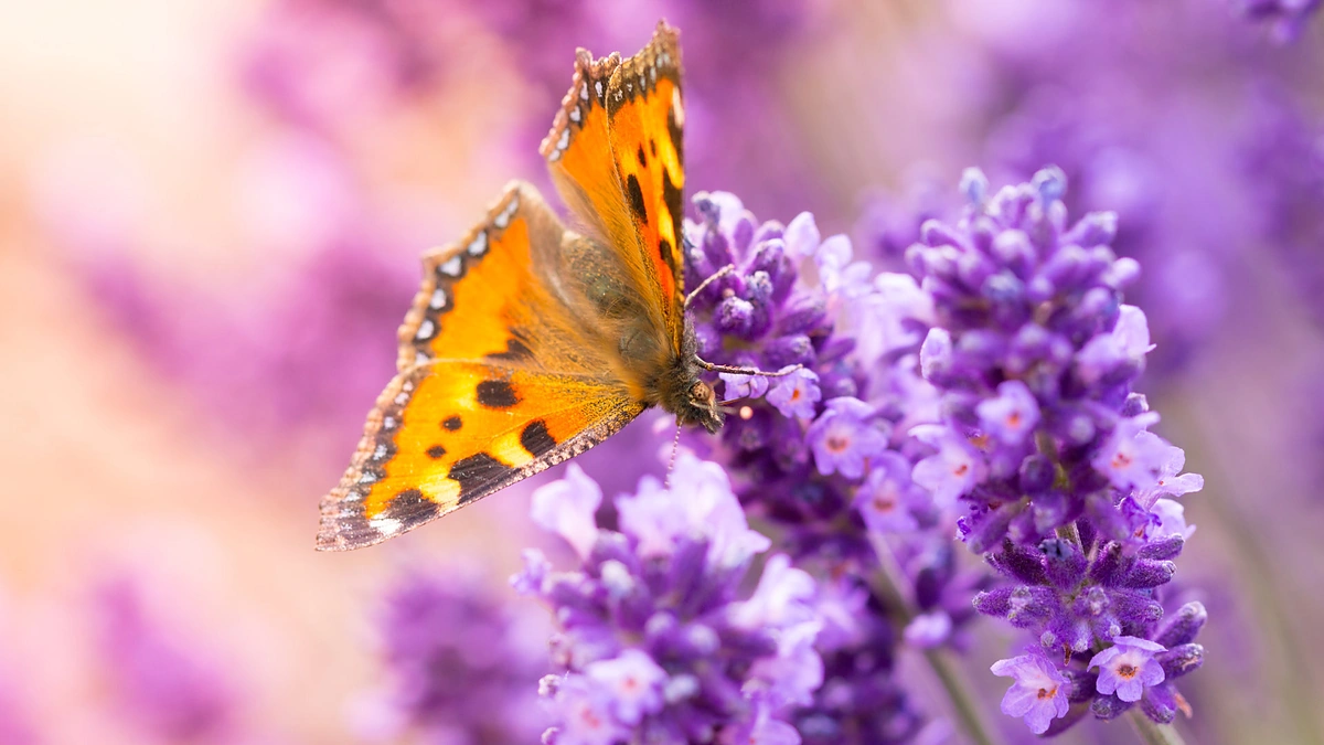 Levandos ir drugelis