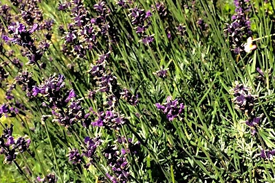 Jurgitos Grinkevičienės augintos levandos