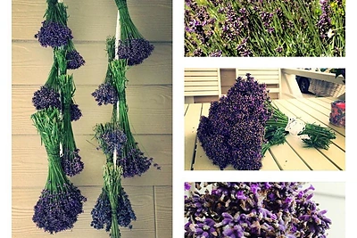 Jurgitos Grinkevičienės augintos levandos