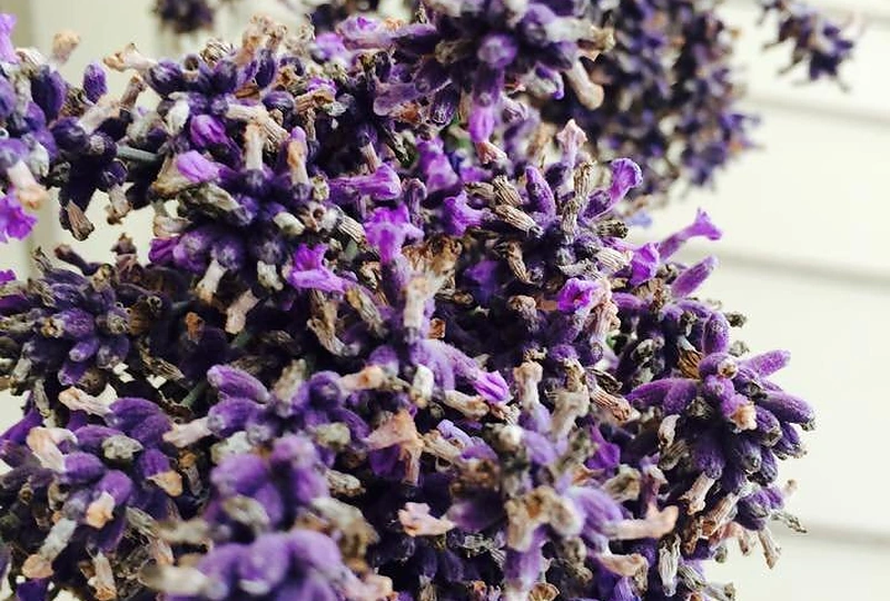 Jurgitos Grinkevičienės augintos levandos